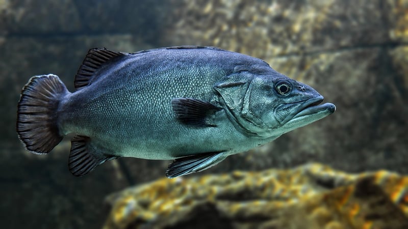 Underwater World